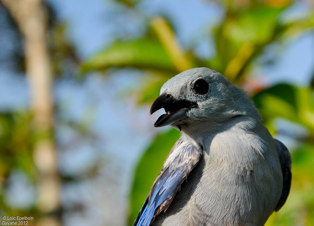 Blue-grey Tanager