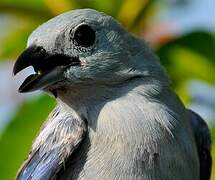 Blue-grey Tanager