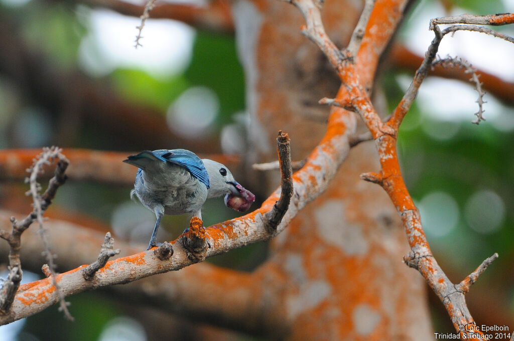 Blue-grey Tanager