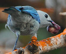 Blue-grey Tanager