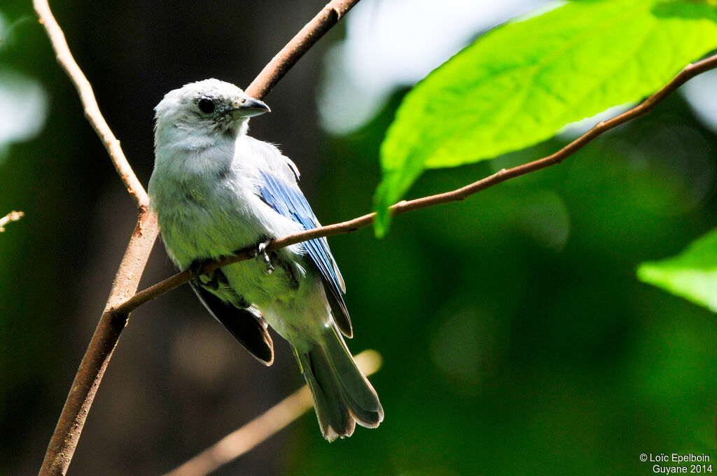 Blue-grey Tanager