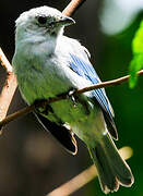 Blue-grey Tanager