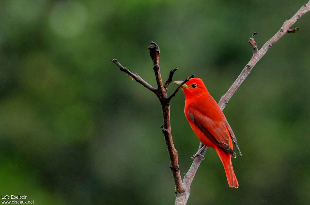 Summer Tanager male adult, pigmentation