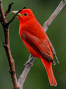 Summer Tanager