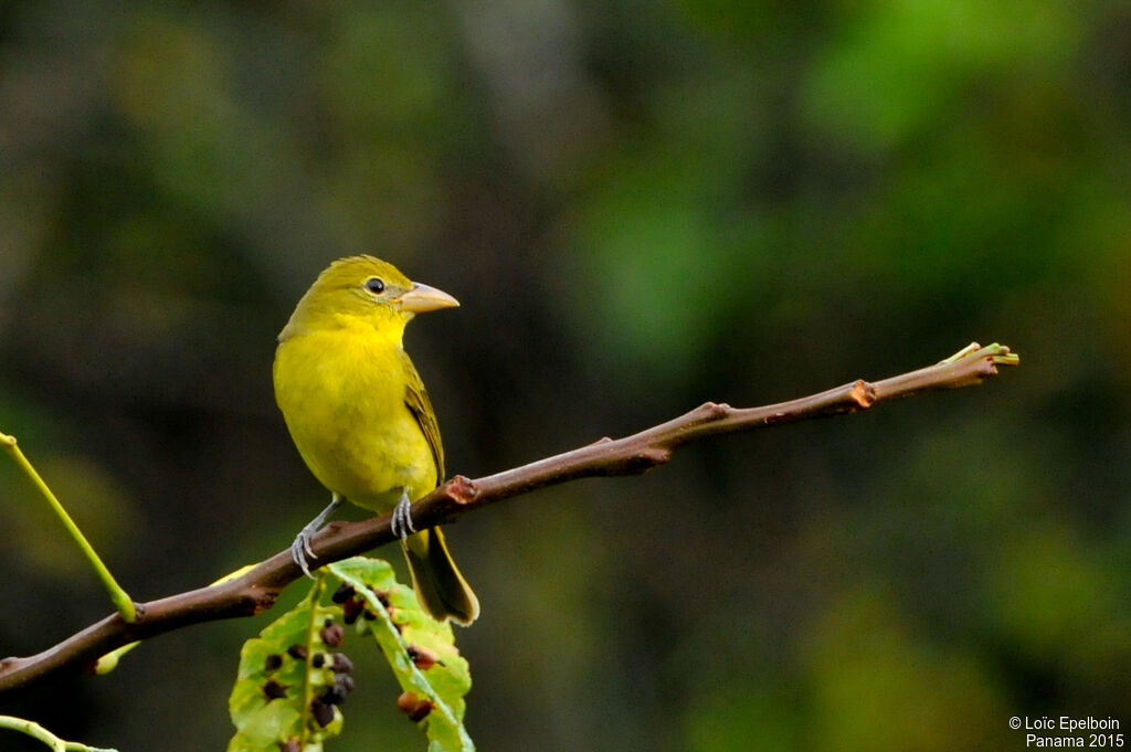 Summer Tanager