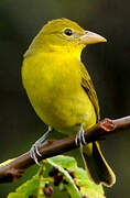 Summer Tanager