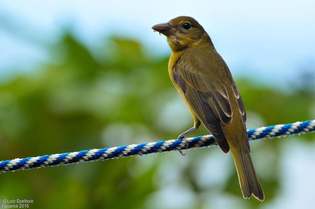 Summer Tanager