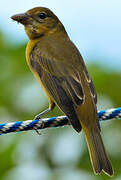 Summer Tanager