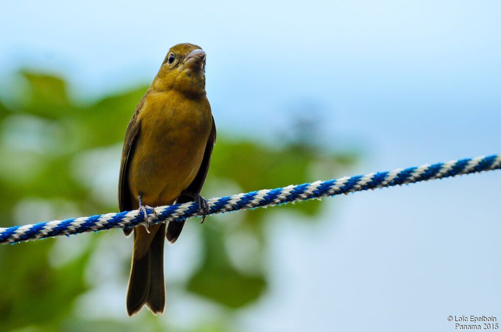 Summer Tanager