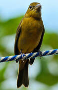 Summer Tanager