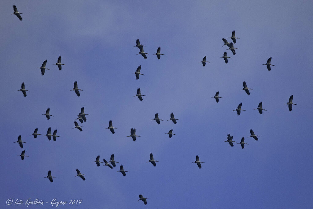 Wood Stork