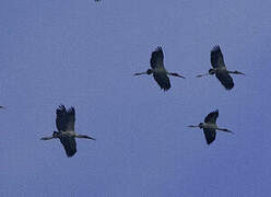 Wood Stork