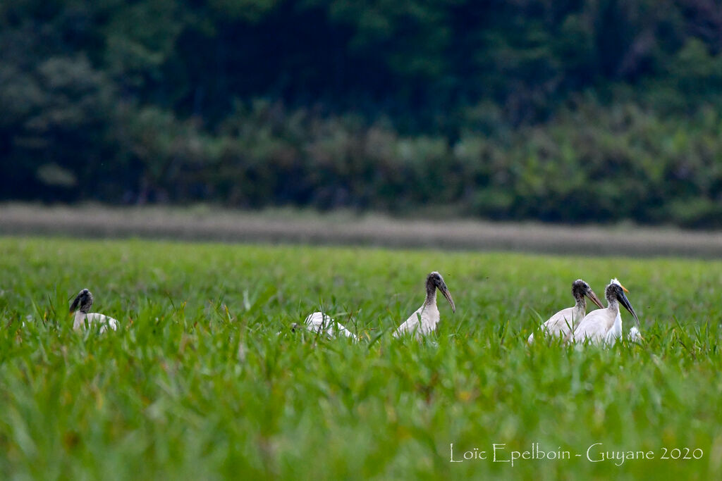 Wood Stork