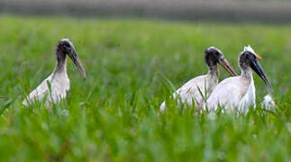 Wood Stork