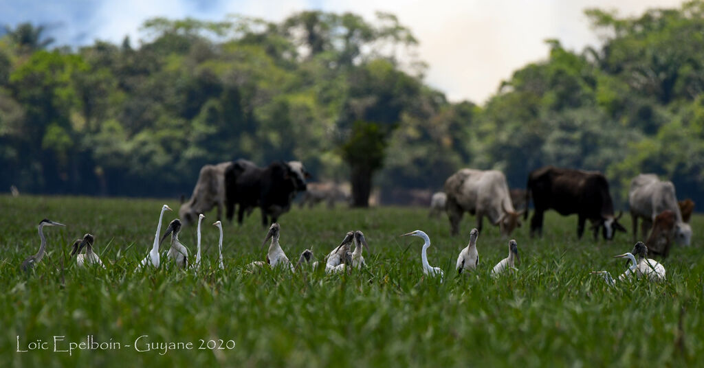 Wood Stork