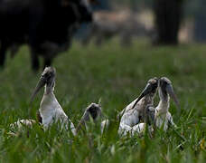 Wood Stork