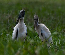 Wood Stork