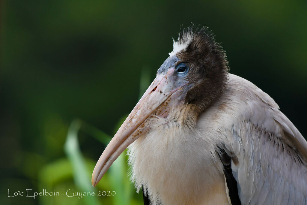 Wood Stork