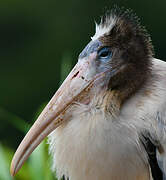 Wood Stork