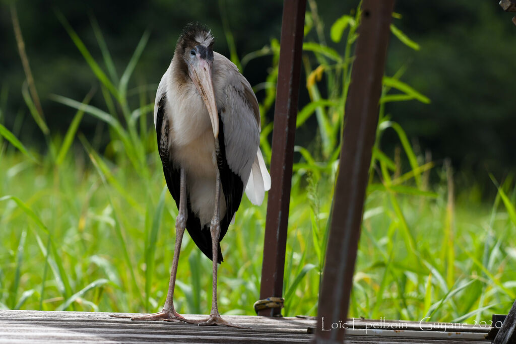 Wood Stork