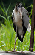 Wood Stork