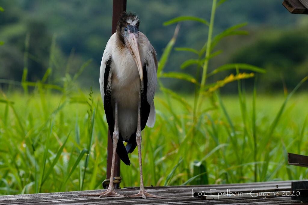 Wood Stork