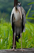 Wood Stork