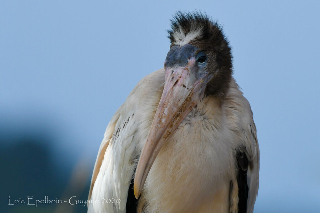 Wood Stork