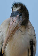 Wood Stork