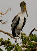 Yellow-billed Stork