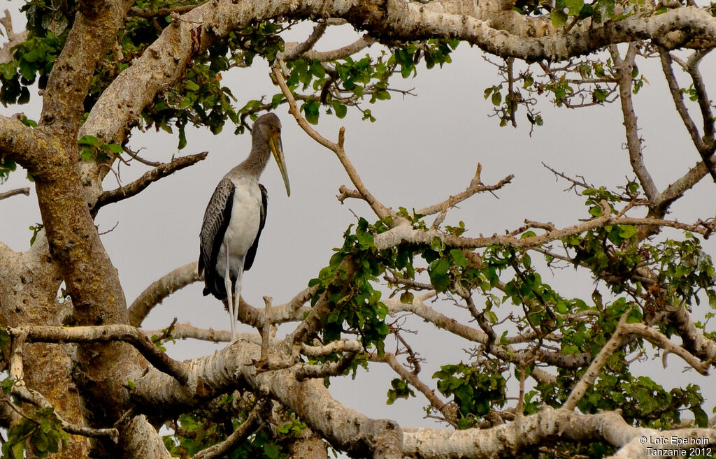 Yellow-billed Storkimmature