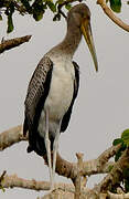 Yellow-billed Stork