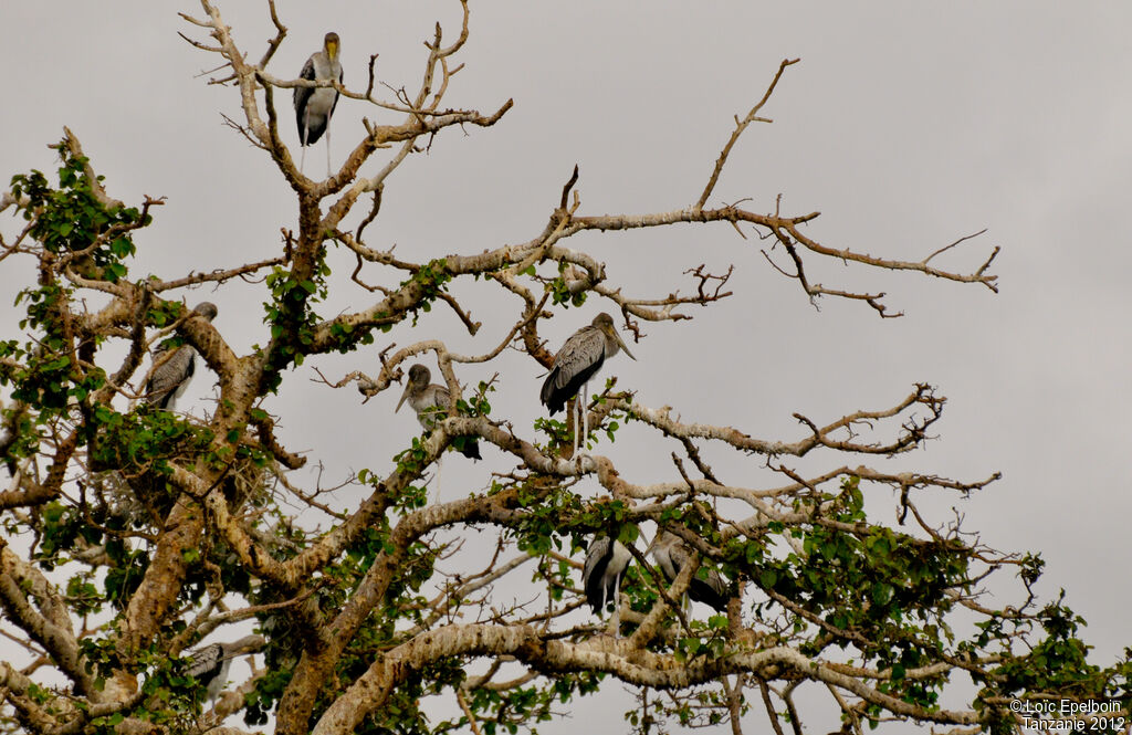 Yellow-billed Stork