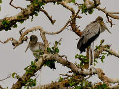 Yellow-billed Stork