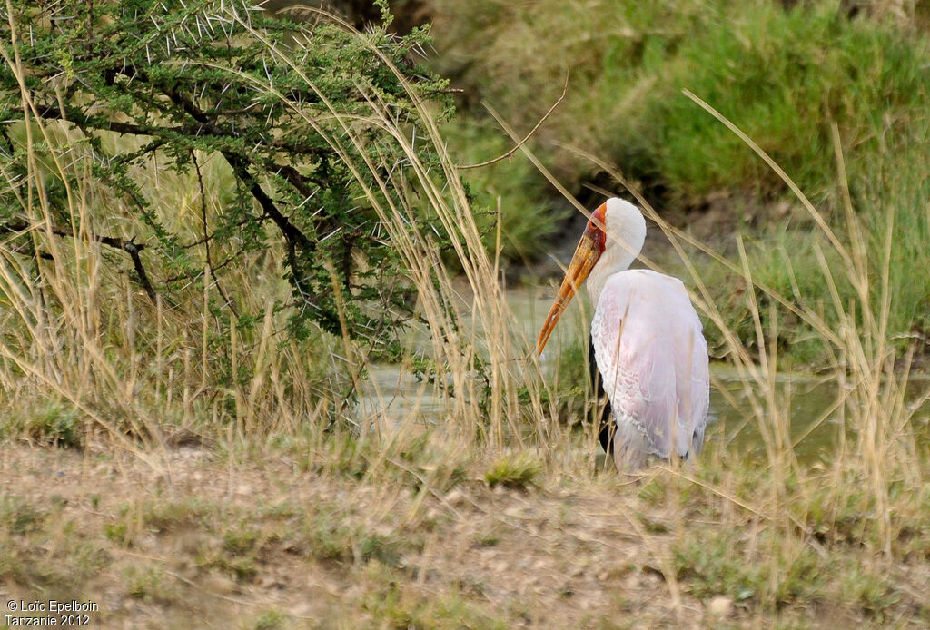 Yellow-billed Stork