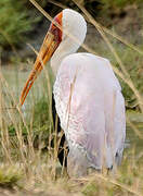 Yellow-billed Stork