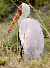 Tantale ibis