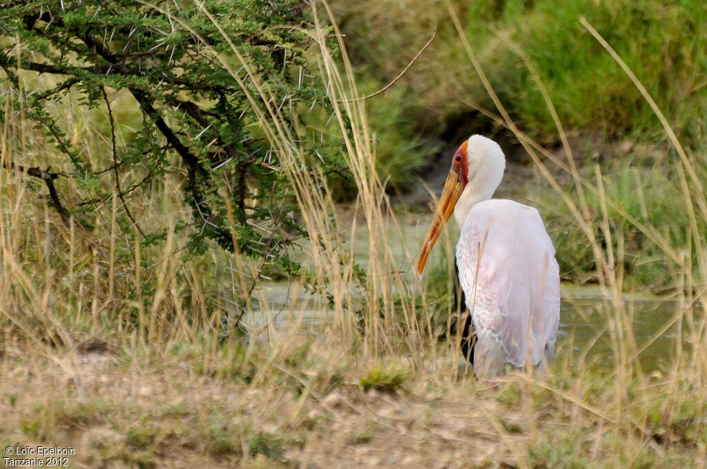 Yellow-billed Stork