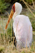 Yellow-billed Stork