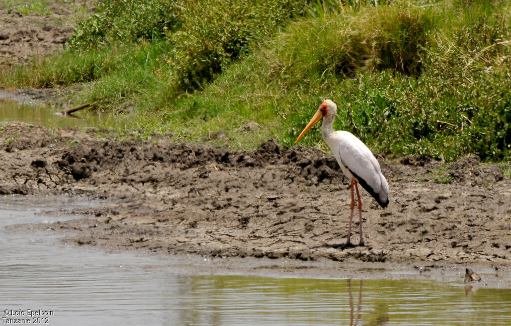 Tantale ibis