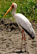 Yellow-billed Stork