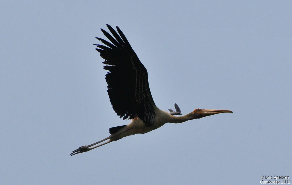 Painted Stork