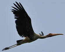 Painted Stork