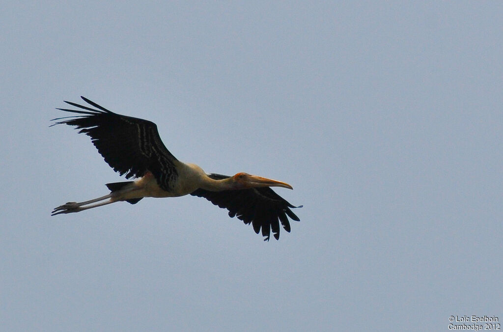 Painted Stork