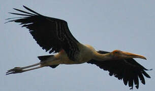 Painted Stork