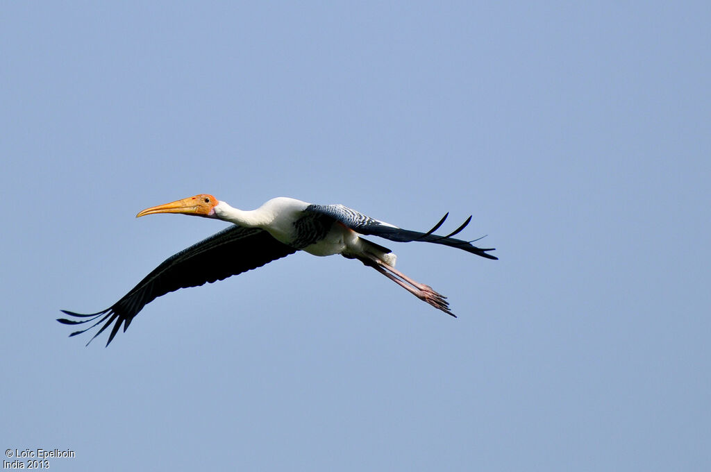 Painted Stork