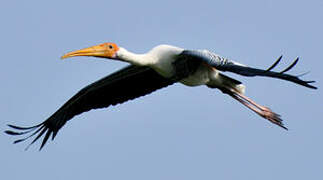 Painted Stork