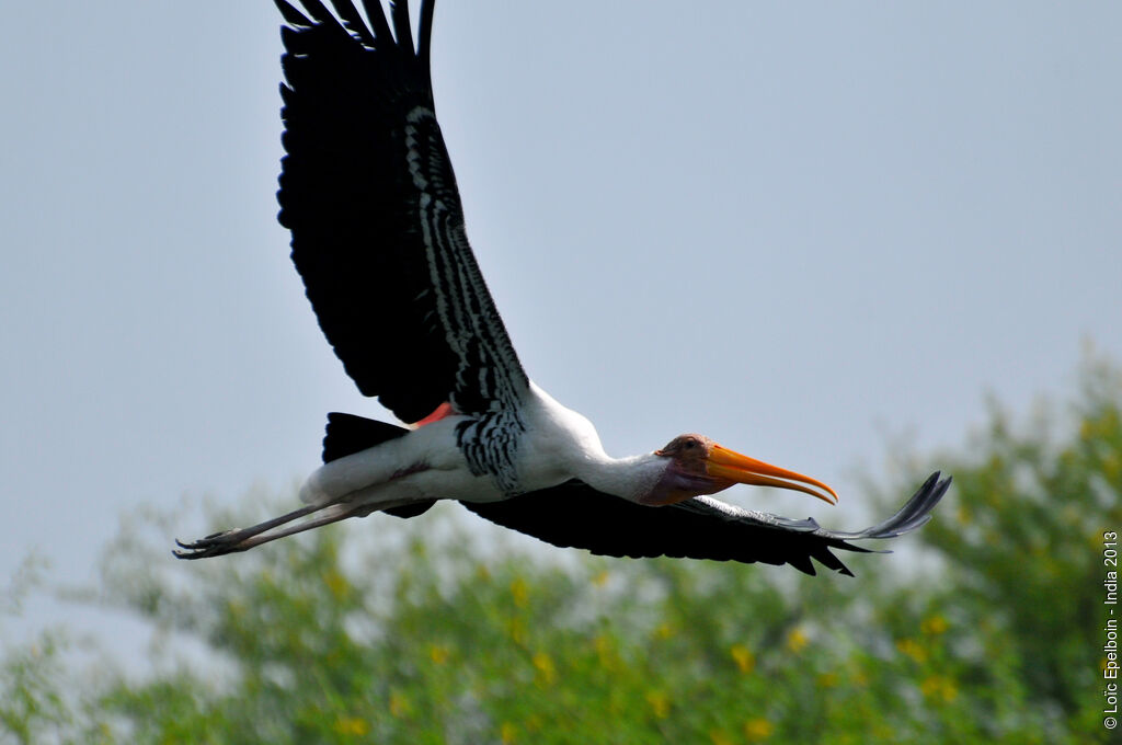 Painted Stork