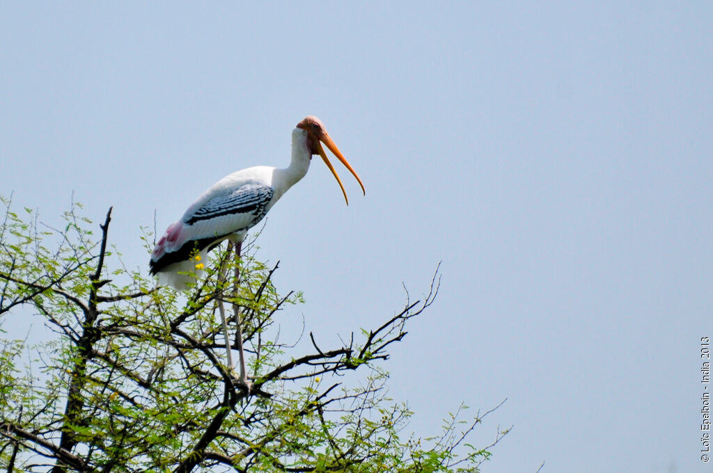 Painted Stork