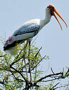 Painted Stork